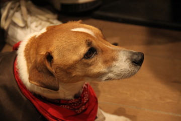 Jack russell terrier dog with a red bandana