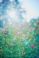 Blooming pink flowers and green leaves under the sunlight; extraordinary nature background