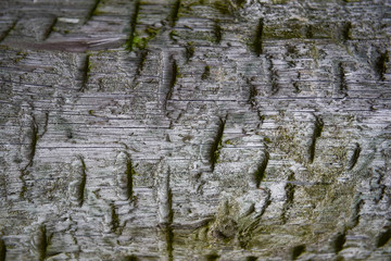 Unusual surface structure of an old tree