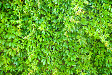 Obraz premium Background of green leaves. Grape leaf wall