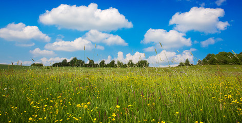 Summer landscape with flowers meadow and blue sky.