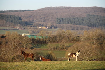 Pinto horse in the countryside meadow