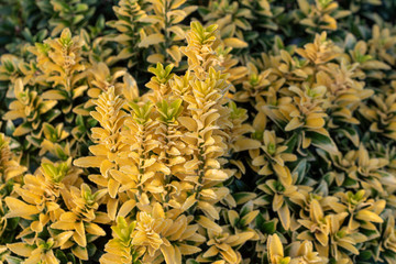 Obraz premium yellow flowers in garden