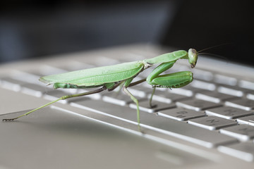 Software bug metaphor. Big green mantis is on a PC
