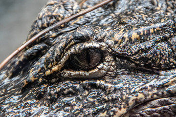Crocodile Eye