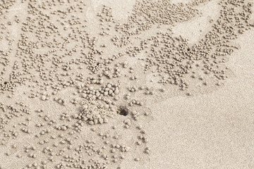 Fototapeta na wymiar Balls of sand near a hole made by sand bubbler crab