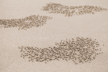 Small balls of sand made by sand bubbler crabs
