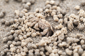 Sand bubbler crab macro photo