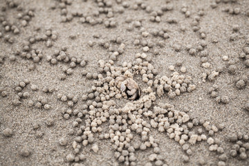 Fototapeta na wymiar Sand-bubbler, small crab is near with wet balls of sand