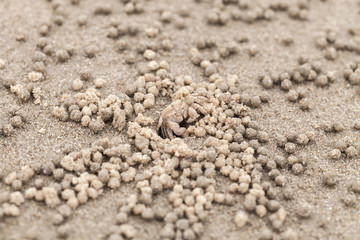 Sand bubbler crab or sand-bubbler i