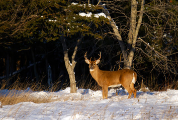 White-tailed deer buck at sunset walking through the snow covered meadow in Canada