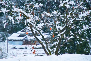 柿の木と雪