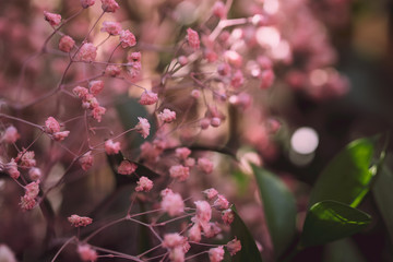 beautiful bright coloured wild flowers growing  for background and texture