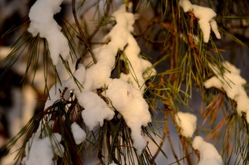  in winter, the green branches of pine covered with white snow
