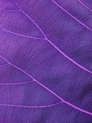 Naklejka na ściany i meble purple leaves texture