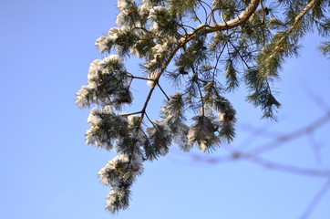  in winter, the green branches of pine covered with white snow