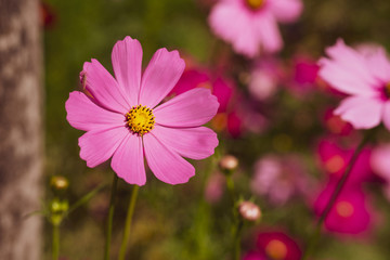 beautiful bright coloured wild flowers growing for background and texture
