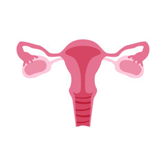 Female reproductive organs or system. Color flat illustration for anatomy poster, gynecology, medical encyclopedia. Isolated vector icon on white background. Vagina, ovaries, fallopian tubes, uterus