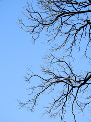dry branch of dead tree with blue sky background