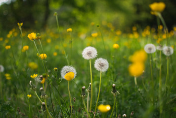 Rununculus flowers on green meadow in spring