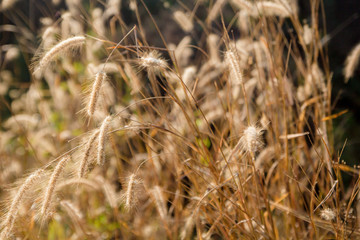 wheat in the field