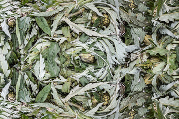 Beautiful green texture of artichokes plants with leaves is outside for sale