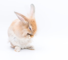Lovely rabbit standing on two legs with eggs on a white background. Cute Red bunny isolated for easter concept.