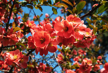 Japanese quince flowers