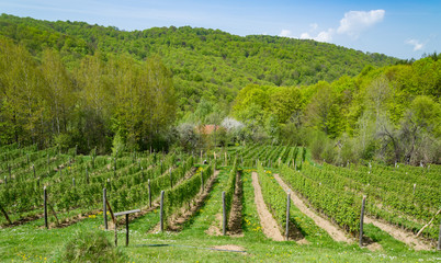 Fototapeta na wymiar Raspberry field on farm in mountain village during nice spring day