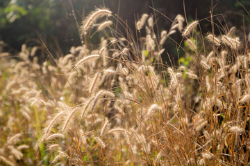 field of wheat