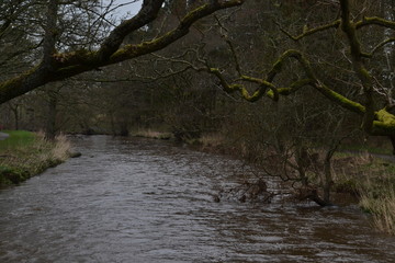 Autumn Branch Close Up