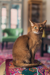 beautiful red sorrel abyssinian cat sitting in an interior room