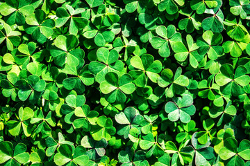 lush and green clover texture