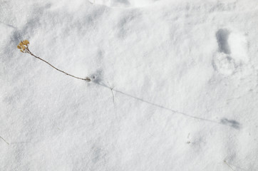 fiore sulla neve