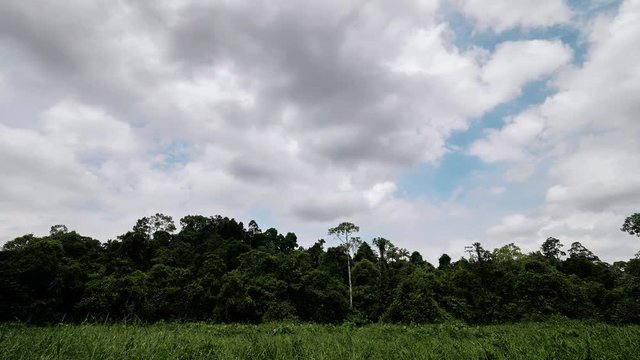 time laspe of clouds passing over the edge of a jungl behind a field of high grass