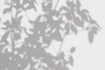abstract shadow of the leaves on a white wall background