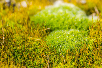 Green moss on the edge of the forest 