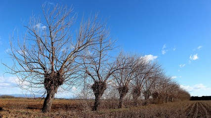 Long row of bare mulberry trees in a countryside of north east Italy, on a winter sunny day. Morus...