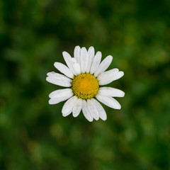 Full frame photo of wet daisy flower in green meadow