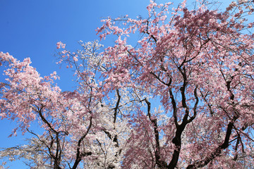桜と青空（八重紅枝垂とソメイヨシノ）
