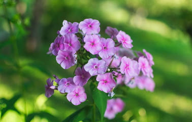 Beautiful pink and violet flowers in spring garden