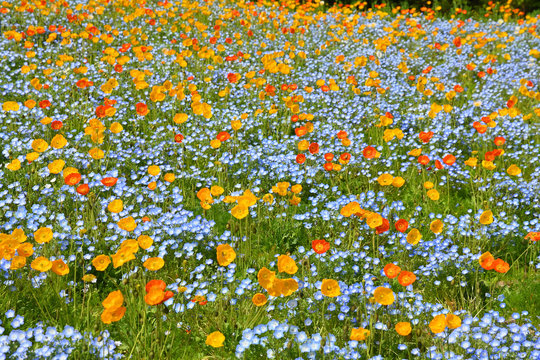 ポピーの花畑 のストック写真 ロイヤリティフリーの画像 ベクター イラスト Adobe Stock ポピーの花畑 のストック写真 ロイヤリティフリーの画像 ベクター イラスト Adobe Stock