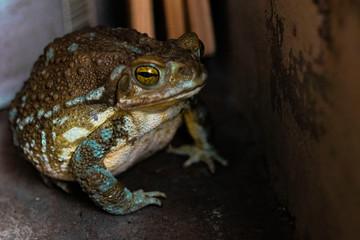 frog on black background