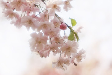 桜（八重紅枝垂）