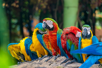 Group of colorful macaw on tree branches.