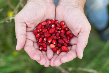 Delicious , wild strawberries in human hands