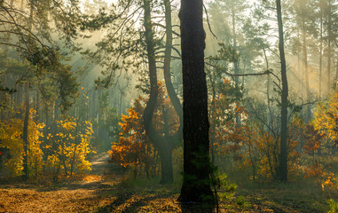 Obraz premium Walk in the woods. Pleasant autumn weather. Sun rays play in the branches of trees.