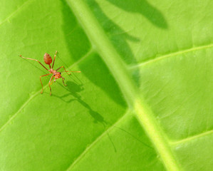 red ant on green leaf