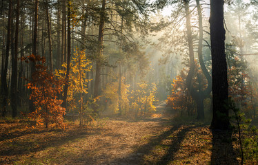 Walk in the woods. Pleasant autumn weather. Sun rays play in the branches of trees.