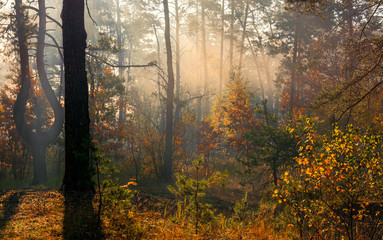 Fototapeta na wymiar Walk in the woods. Pleasant autumn weather. Sun rays play in the branches of trees.